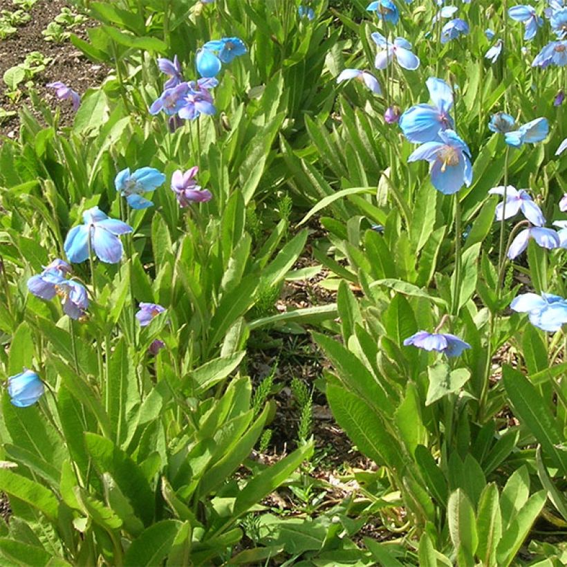 Meconopsis sheldonii - Bastard-Scheinmohn (Plant habit)