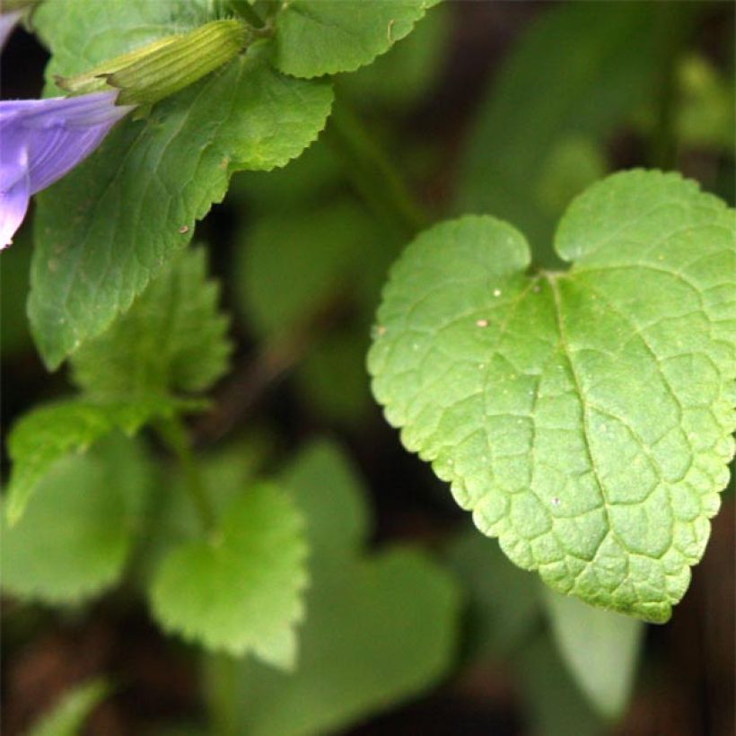 Meehania urticifolia - Asiatische Taubnessel (Foliage)