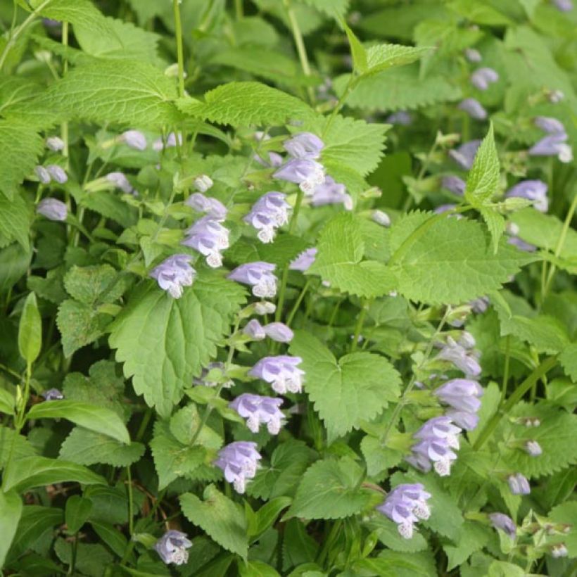Meehania urticifolia - Asiatische Taubnessel (Flowering)