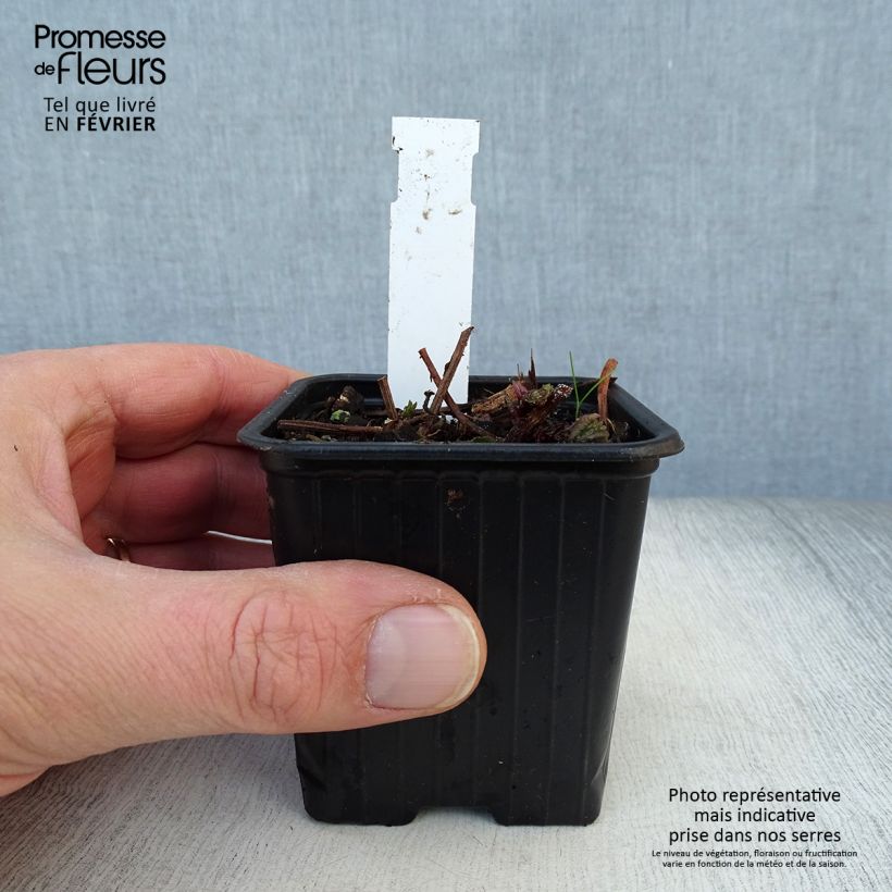 Exemplar von Meehania urticifolia Japan Blau - Asiatische Taubnessel Kleine Töpfe von 8/9 cm wie im Winter geliefert