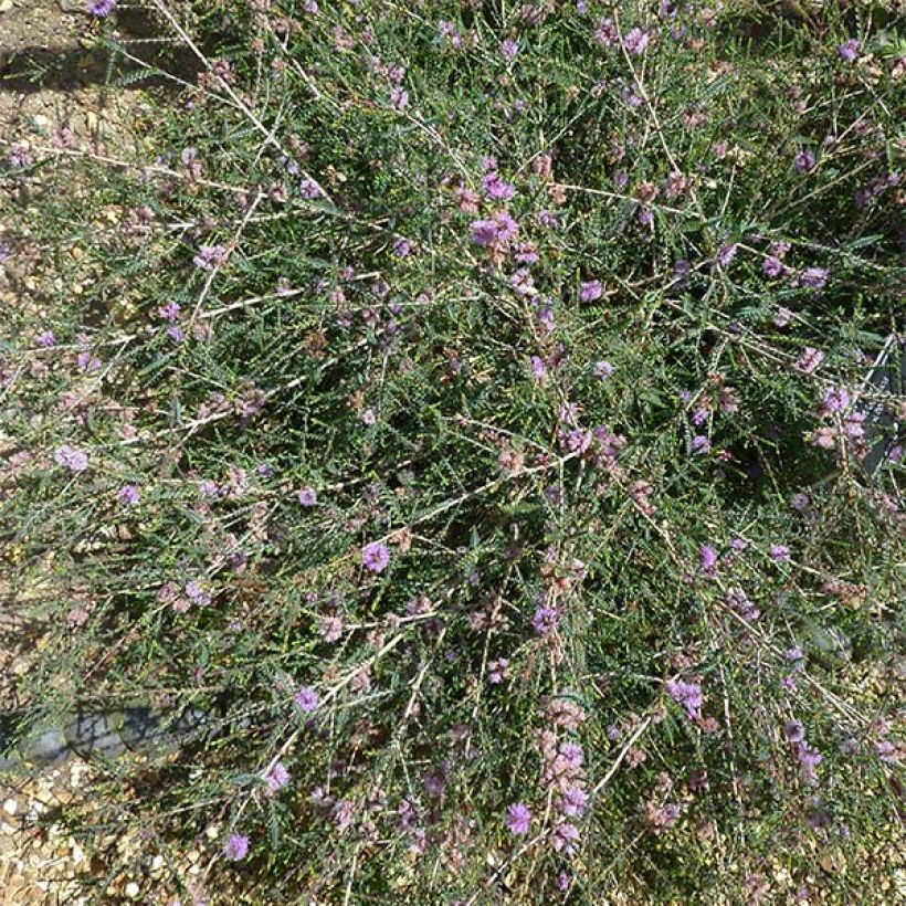 Melaleuca gibbosa - Myrtenheide (Plant habit)