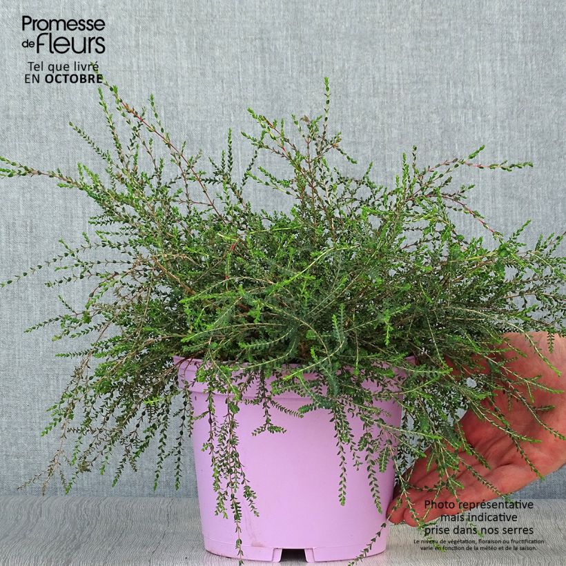 Example of Melaleuca gibbosa - Myrtenheide Topf mit 2L/3L as you get in automne