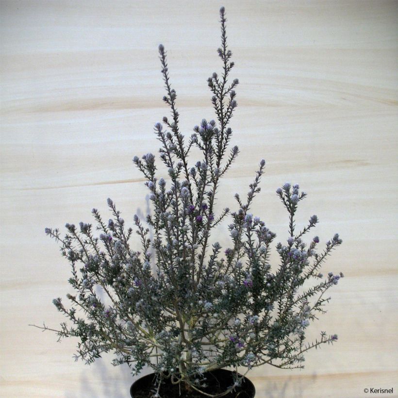 Melaleuca squamea - Myrtenheide (Plant habit)