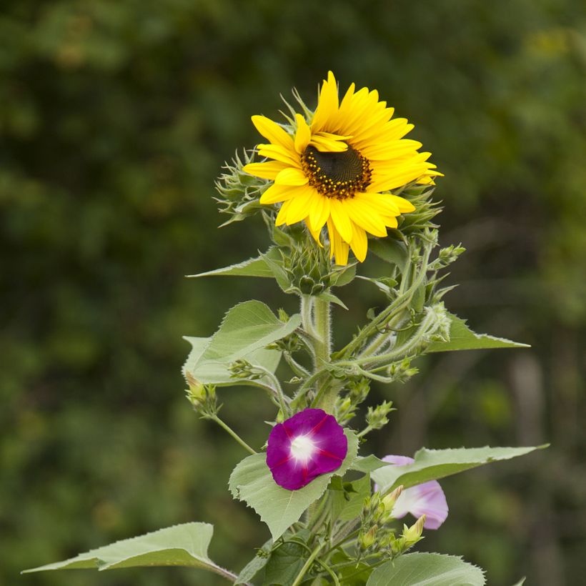 Sichtschutz-Blumenmischung (Sonnenblumen und Kletterpflanzen) (Flowering)