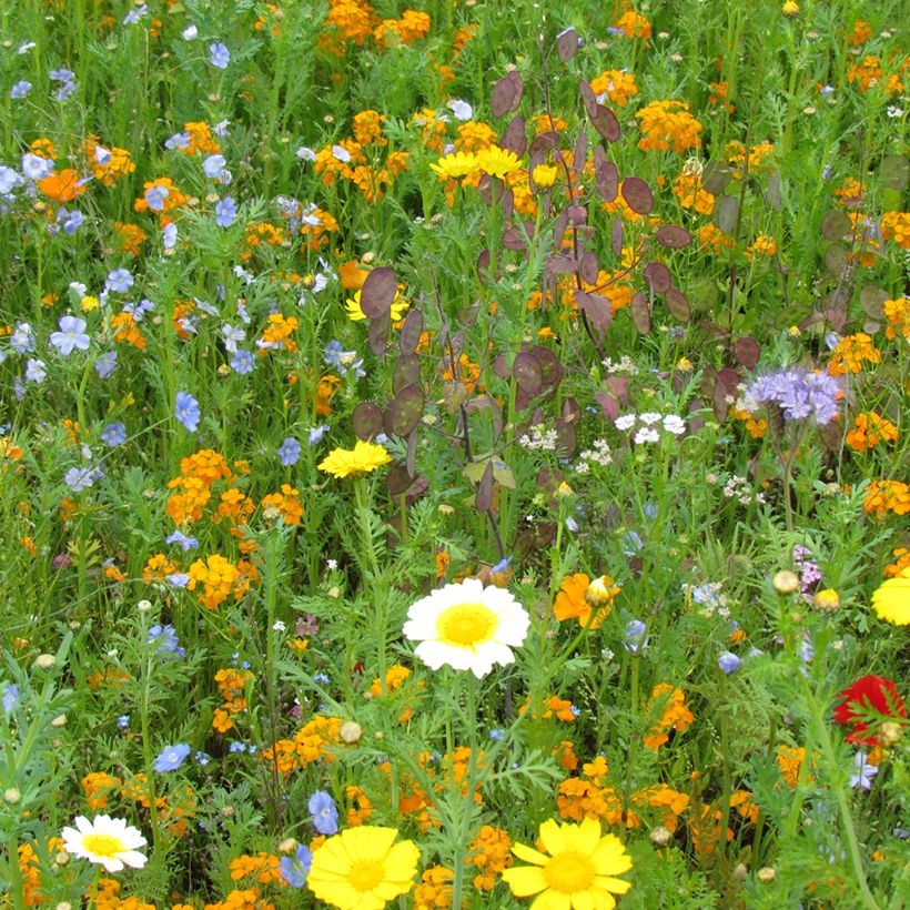 Vogelpflege-Mix - Dose 25 m2 Samen (Plant habit)