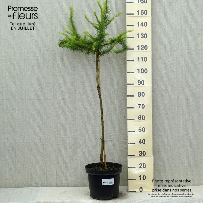 Example of Larix kaempferi Diana - Japanische Lärche Topf mit 12L/15L as you get in ete