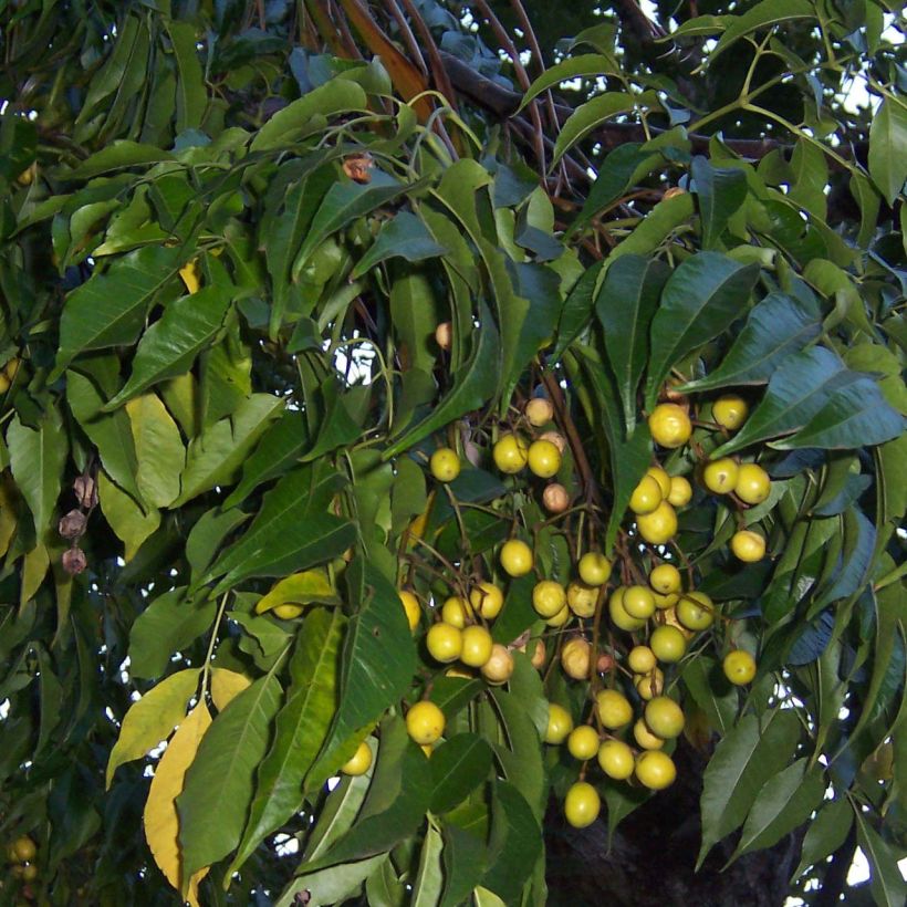 Melia azedarach - Chinesische Holunder (Foliage)