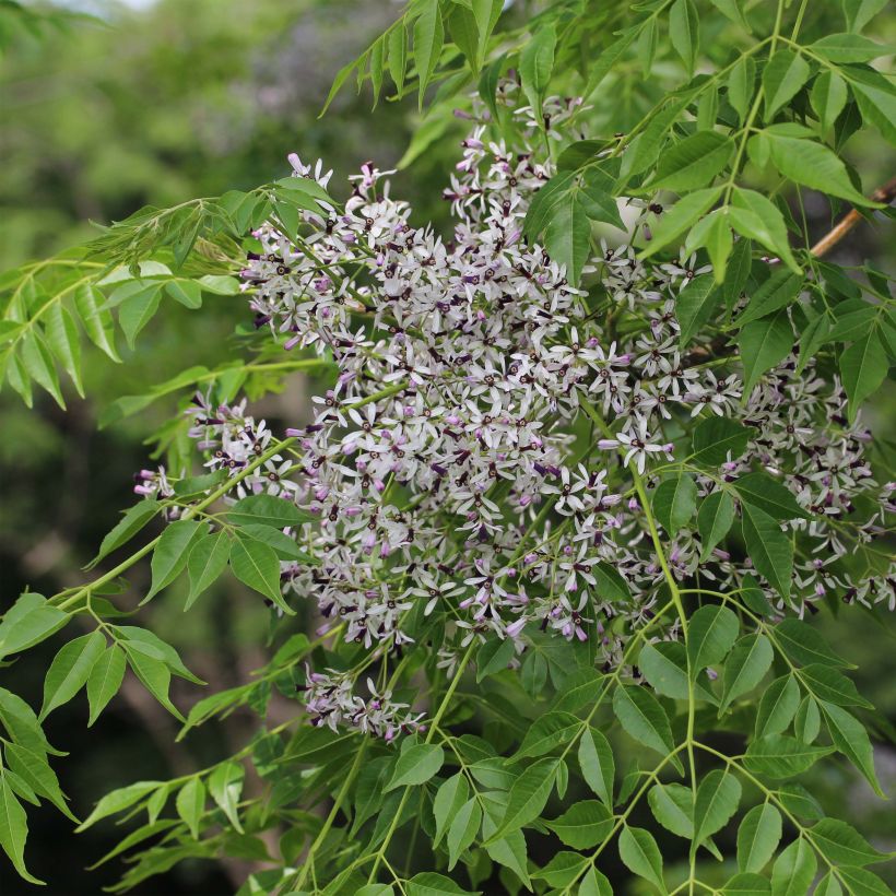 Melia azedarach - Chinesische Holunder (Flowering)
