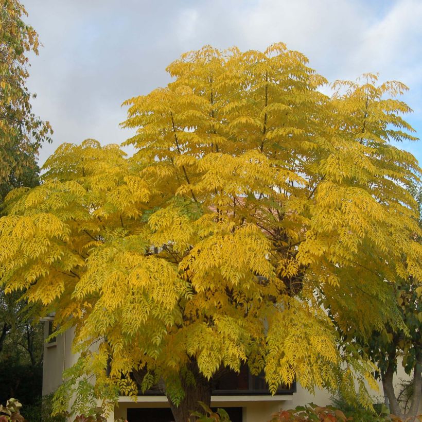 Melia azedarach - Chinesische Holunder (Plant habit)
