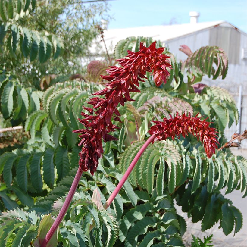 Melianthus major - Honigstrauch (Flowering)