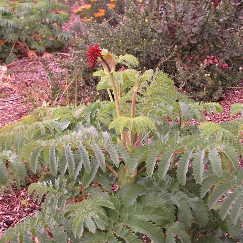 Melianthus major - Honigstrauch (Plant habit)