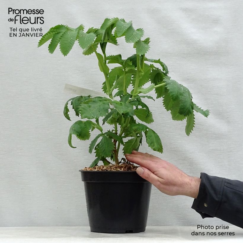 Exemplar von Melianthus major - Honigstrauch Topf mit 3L/4L wie im Winter geliefert