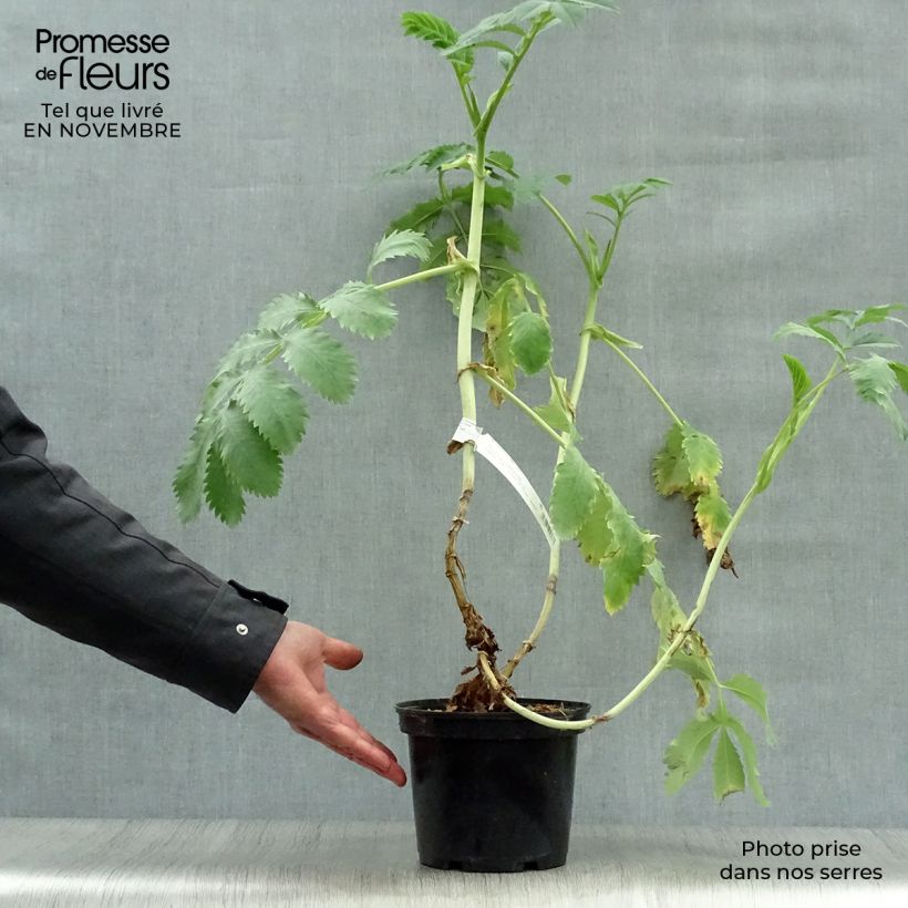 Example of Melianthus major - Honigstrauch Topf mit 3L/4L as you get in automne
