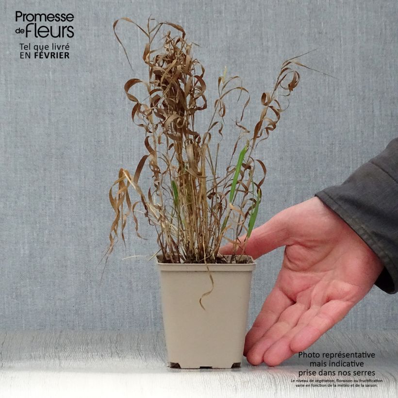 Exemplar von Melica altissima Atropurpurea - Hohes Perlgras Kleine Töpfe von 8/9 cm wie im Winter geliefert