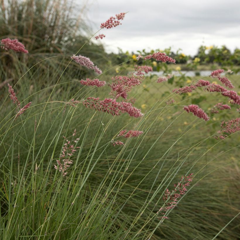Melinis nerviglumis - Rubingras (Blüte)