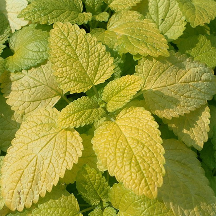 Melisse Aurea - Melissa officinalis (Foliage)