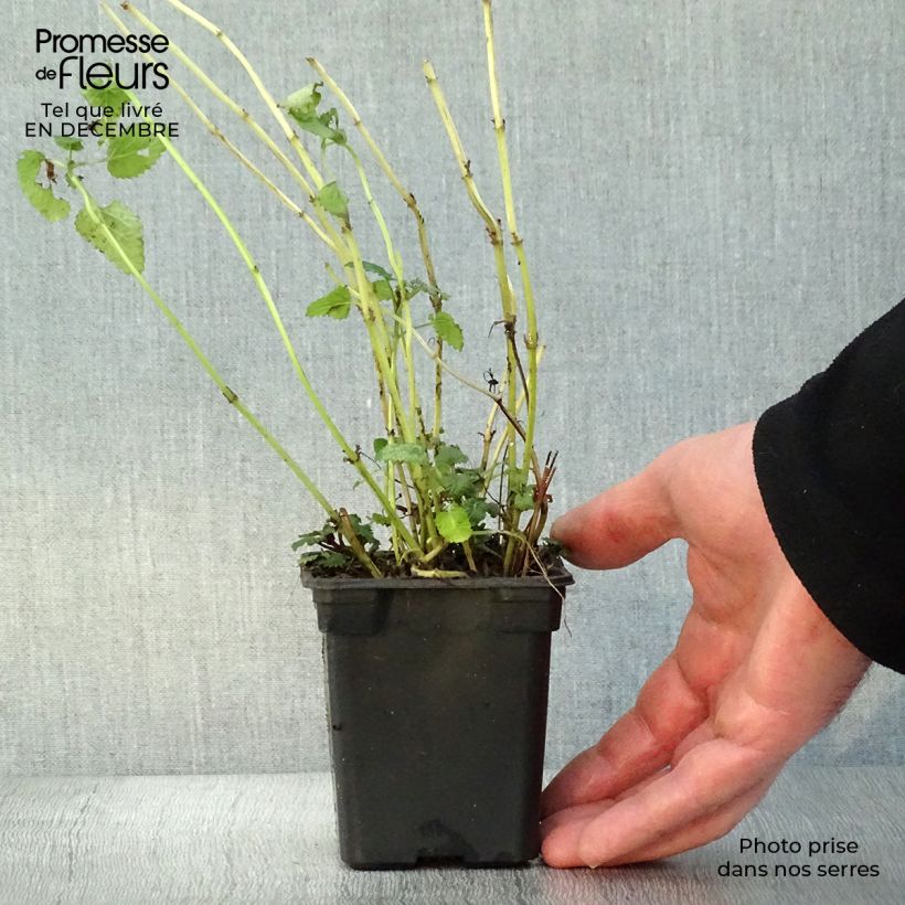 Exemplar von Bio-Zitronenmelisse in Pflanzen wie im Winter geliefert