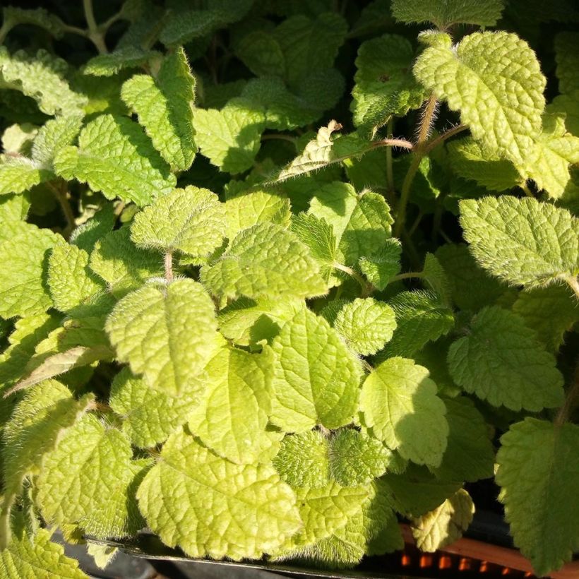 Melisse Altissima - Melissa officinalis (Foliage)