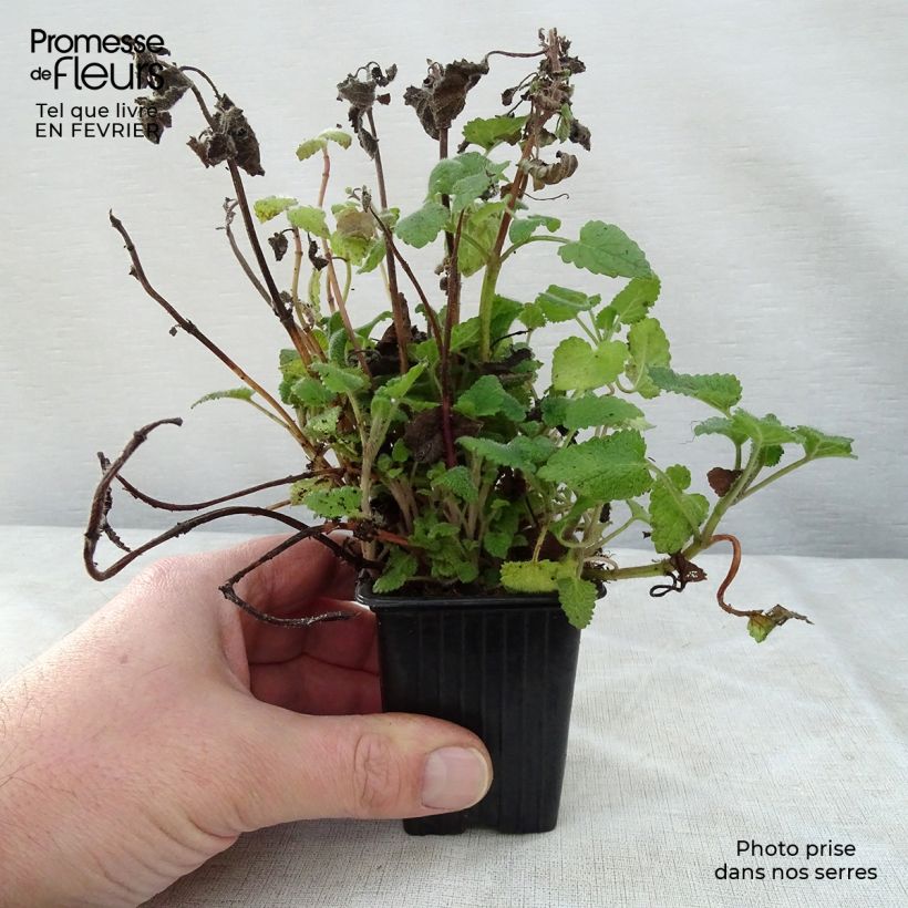 Exemplar von Melisse Altissima - Melissa officinalis Kleine Töpfe von 7/8 cm wie im Winter geliefert