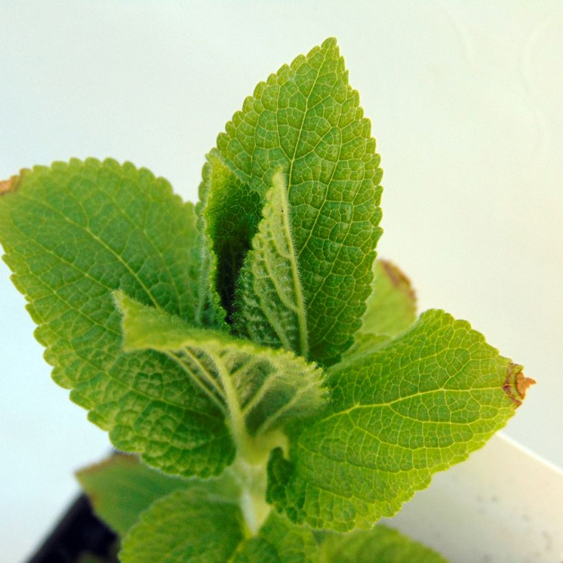 Immenblatt - Melittis melissophyllum (Foliage)