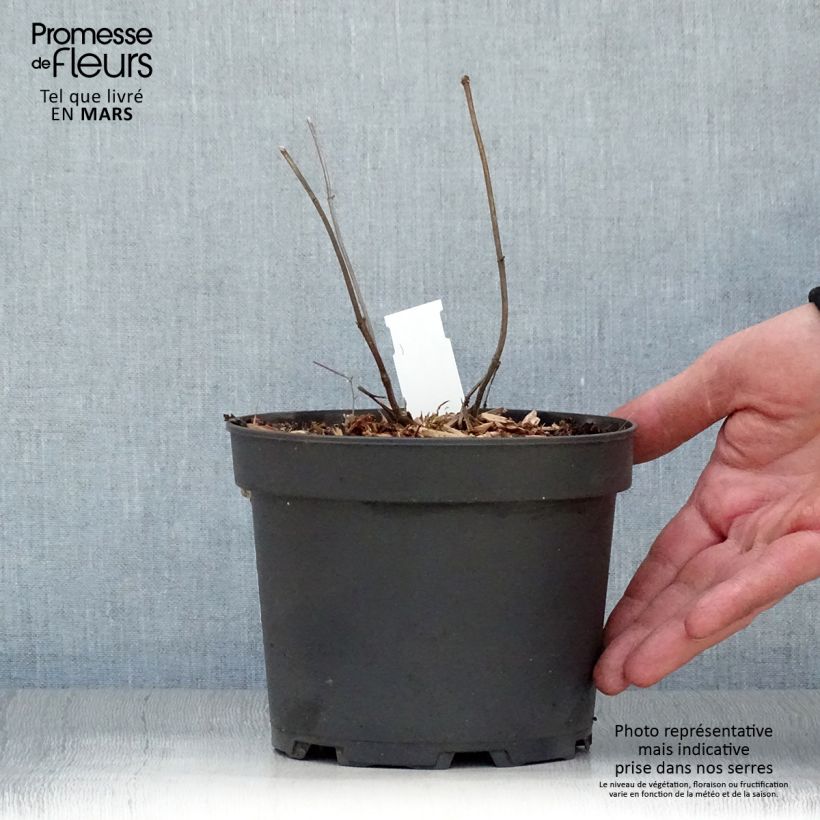 Exemplar von Immenblatt Alba - Melittis melissophyllum Topf mit 2L/3L wie im Frühjahr geliefert