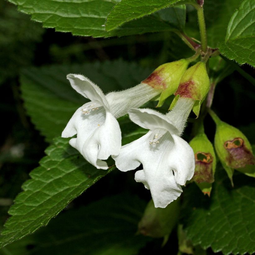 Immenblatt Alba - Melittis melissophyllum (Flowering)