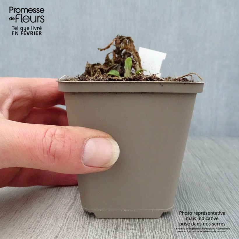 Exemplar von Immenblatt - Melittis melissophyllum Kleine Töpfe von 8/9 cm wie im Winter geliefert