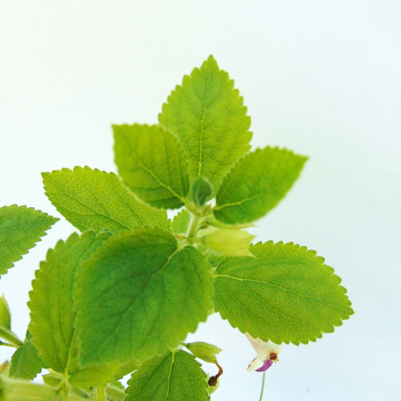 Immenblatt Royal Velvet - Melittis melissophyllum (Foliage)