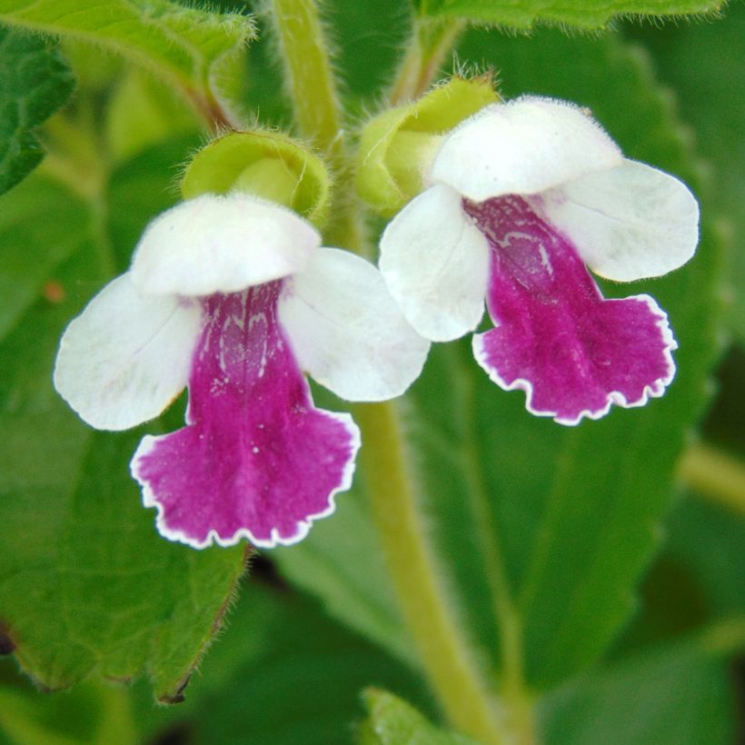 Immenblatt Royal Velvet - Melittis melissophyllum (Flowering)