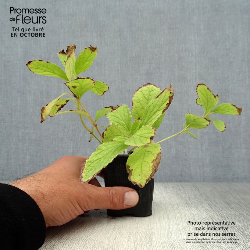 Example of Immenblatt Royal Velvet - Melittis melissophyllum Kleine Töpfe von 8/9 cm as you get in automne