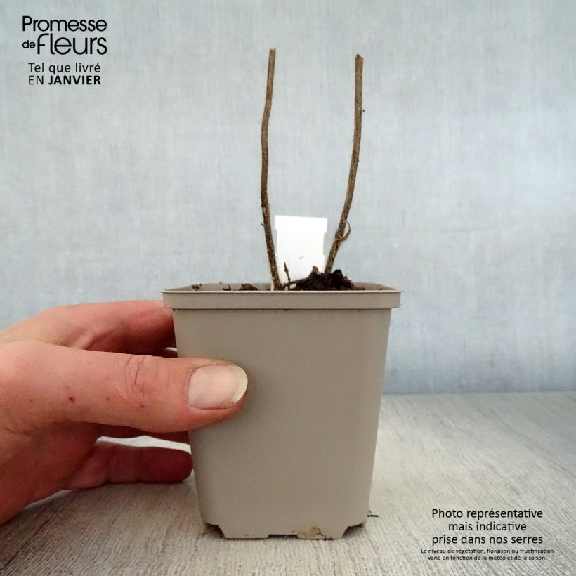 Exemplar von Immenblatt Royal Velvet - Melittis melissophyllum Kleine Töpfe von 8/9 cm wie im Winter geliefert