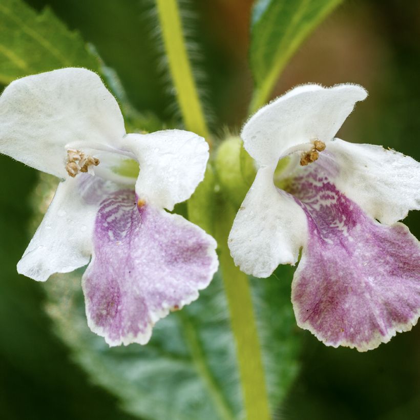 Immenblatt - Melittis melissophyllum (Flowering)