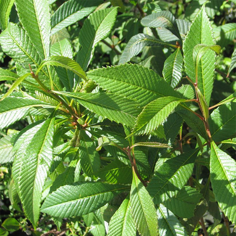 Melliosma cuneifolia (Foliage)