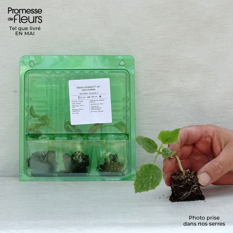 Example of Melone Anasta F1 Mini-Plug Ø 3/4 cm as you get in printemps