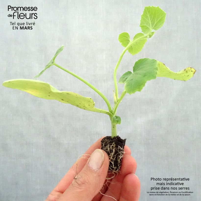 Example of Veredelte Melone Cyrano F1 Bio (Veredelt) Mini-Plug Ø 1,5/2,5 cm as you get in printemps