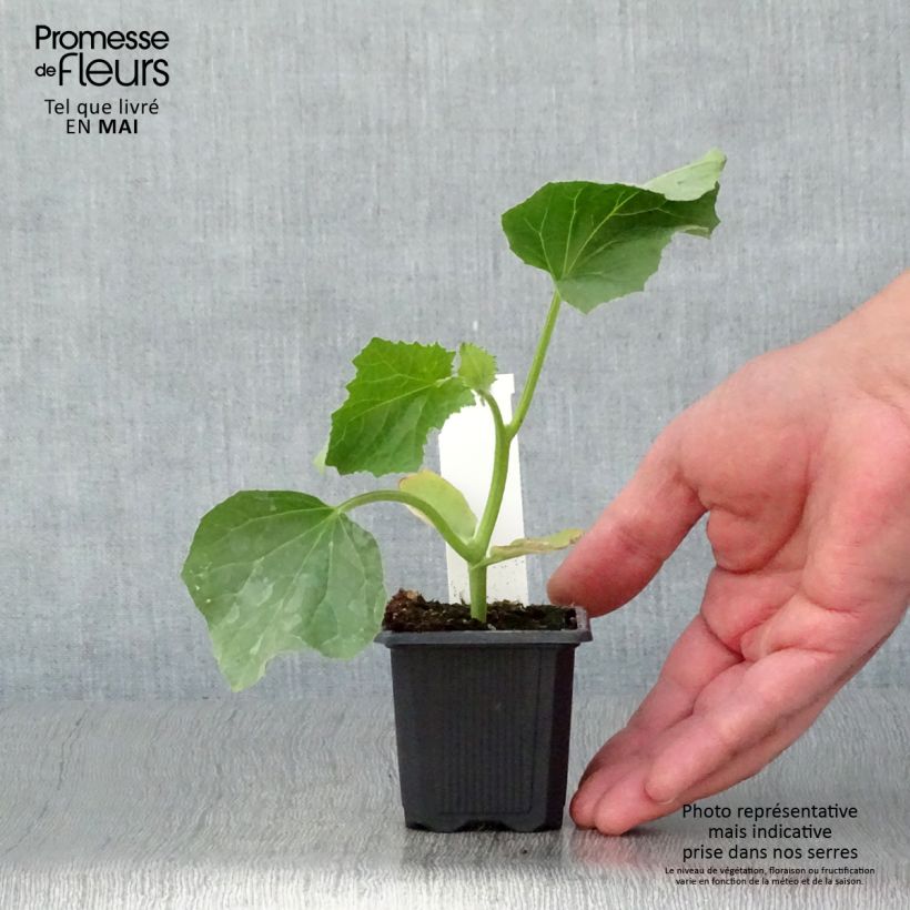Example of Melone Jerac F1 Kleine Töpfe von 7/8 cm as you get in printemps