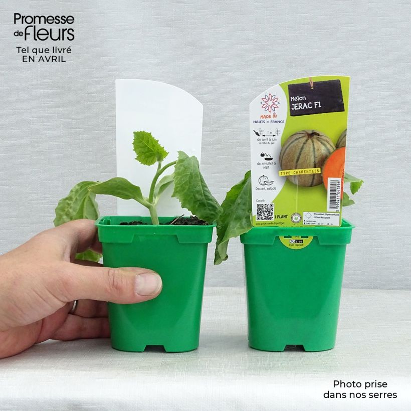 Example of Melone Jerac F1 Topf 10 cm/11cm as you get in printemps