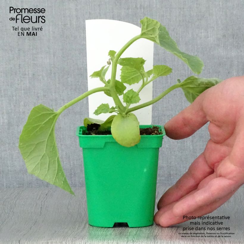 Example of Melone Mangomel Topf 10 cm/11cm as you get in printemps