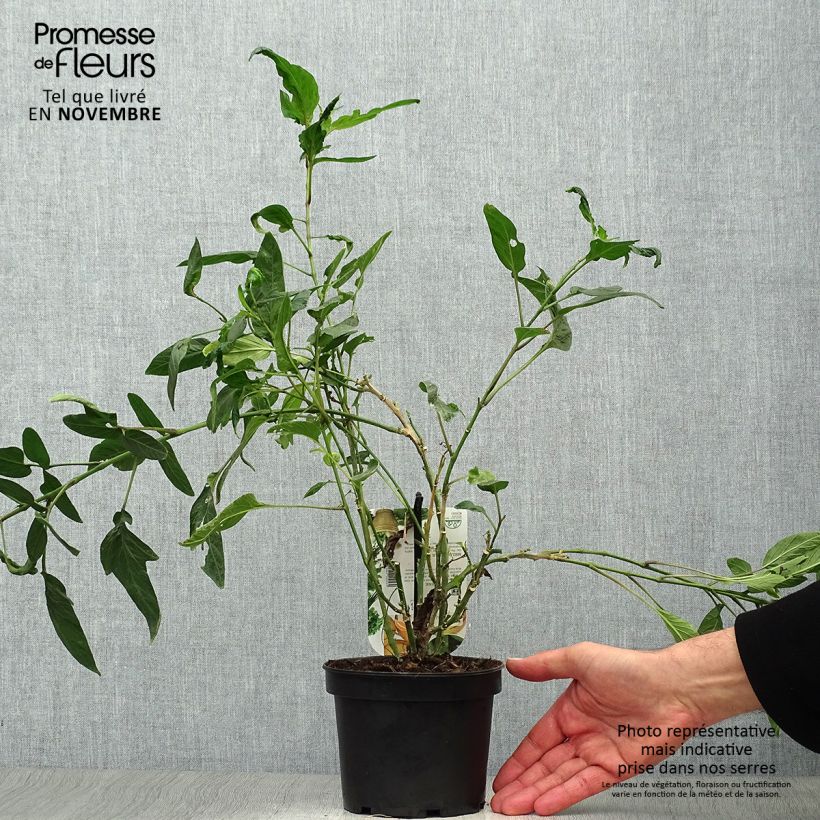 Example of Pepino - Solanum muricatum Topf mit 1,5L/2L as you get in automne