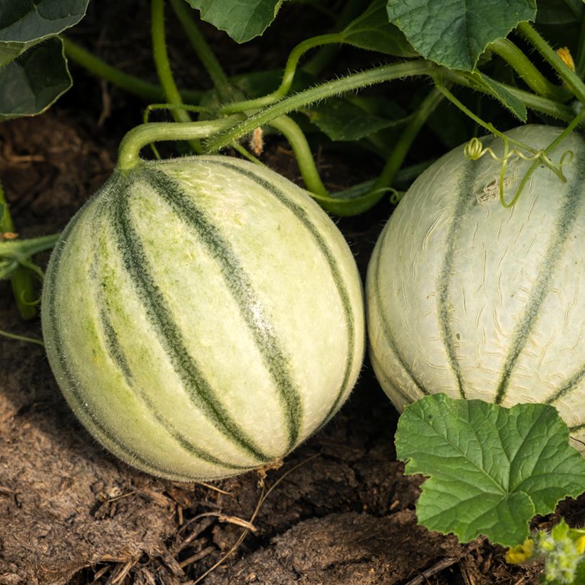 Melone Savor - Vilmorin (Harvest)
