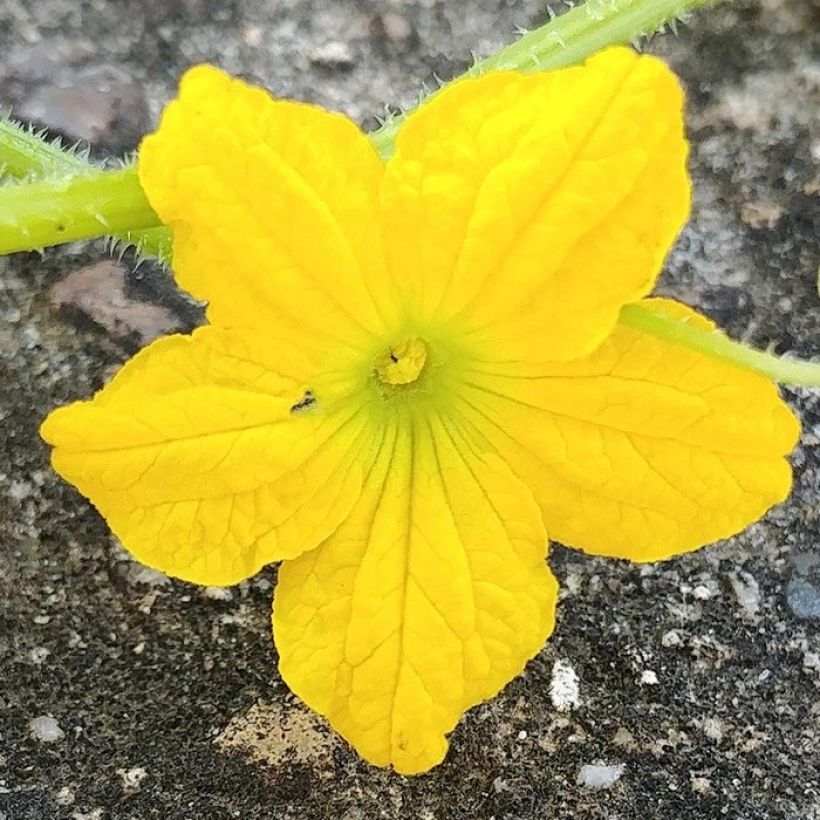 Melone Santon (Flowering)