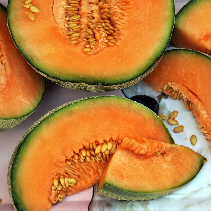Melone Santon (Harvest)