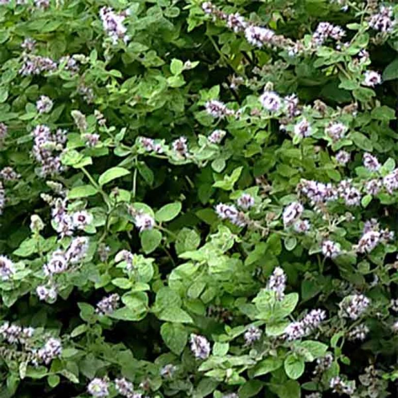 Gatefossé-Minze - Mentha Gattefossei (Foliage)