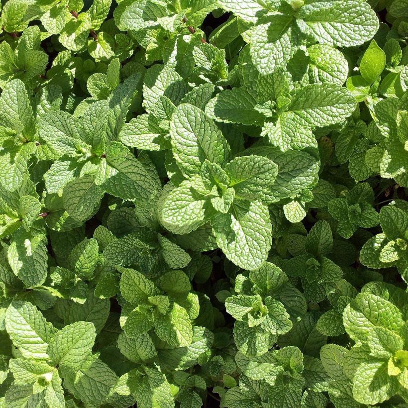 Hemingway-Mint Mojito Bio - Mentha hemingwayensis (Foliage)