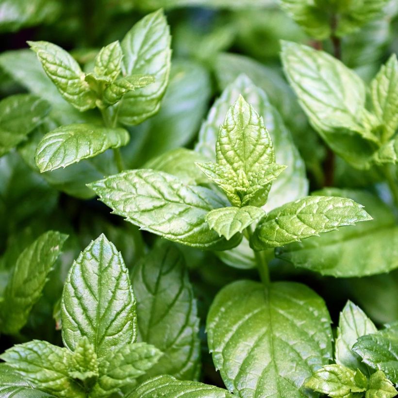 Pfefferminze Citaro - Mentha piperita (Foliage)