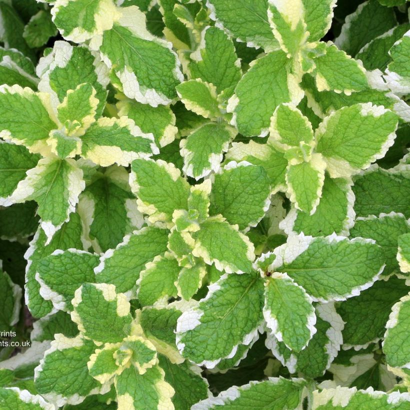 Rundblättrige Minze Pinedo - Mentha suaveolens (Foliage)