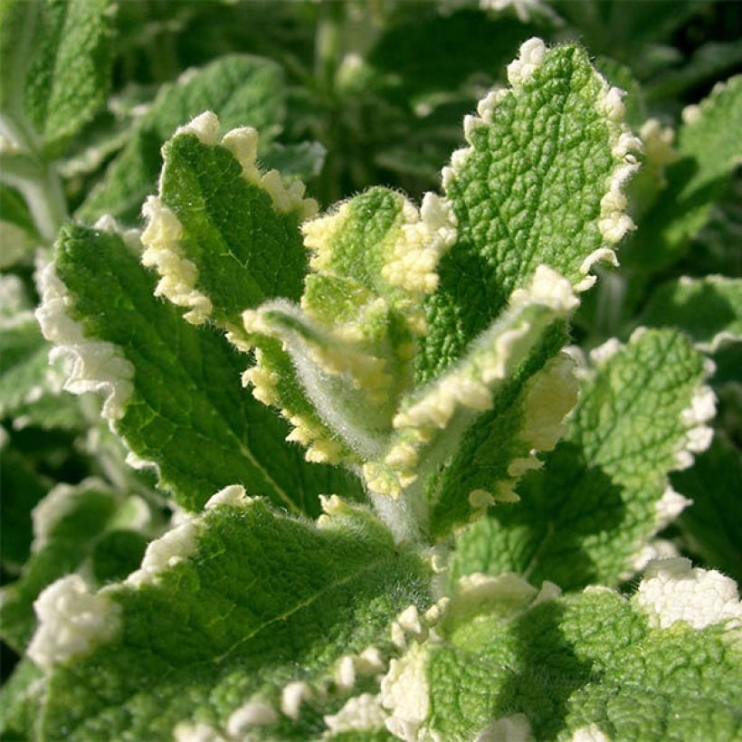 Rundblättrige Minze Variegata - Mentha suaveolens (Foliage)