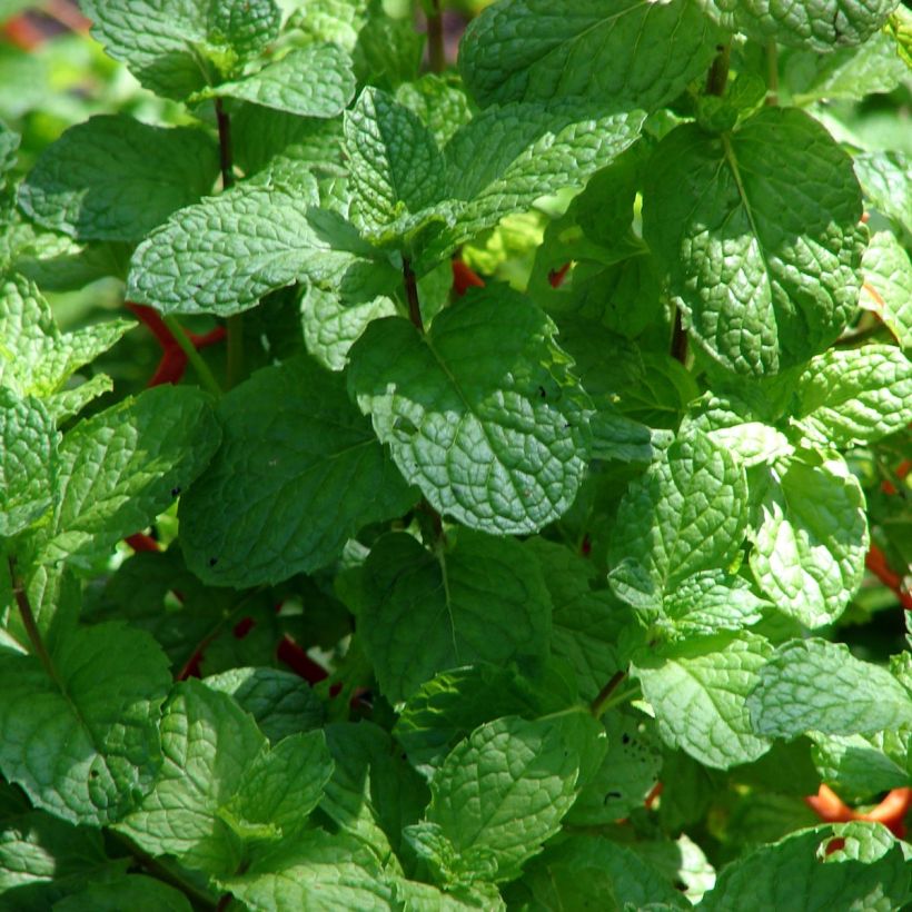 Ähren-Minze Hollywood - Mentha spicata (Foliage)