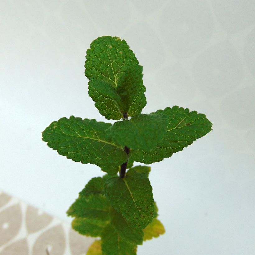 Algerische Fruchtminze - Mentha Algerienne (Foliage)