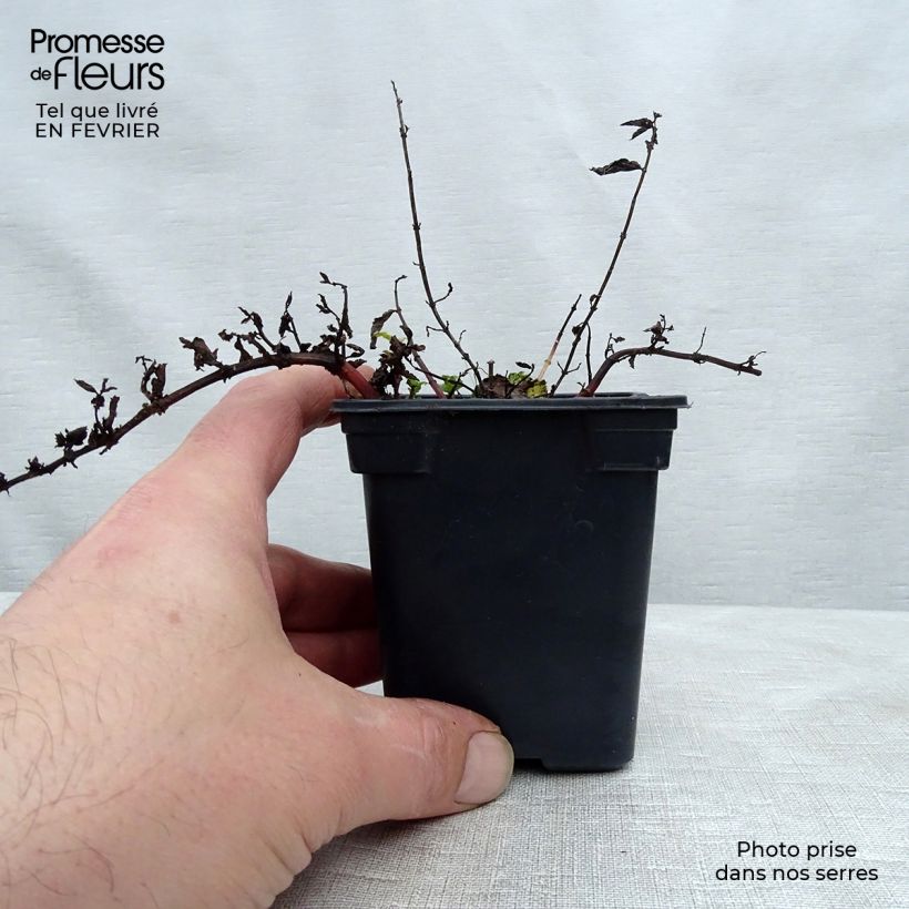 Exemplar von Algerische Fruchtminze - Mentha Algerienne Kleine Töpfe von 7/8 cm wie im Winter geliefert